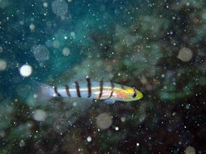 P4230327