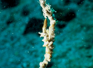 P3200477
