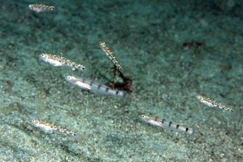 _MG_9086 のコピー