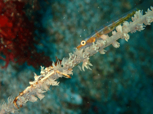 P4095973