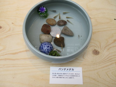 23 アクアリウムフェア於二子玉川ガレリア024
