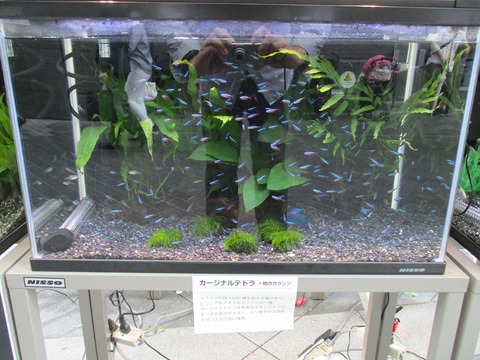23 アクアリウムフェア於二子玉川ガレリア014