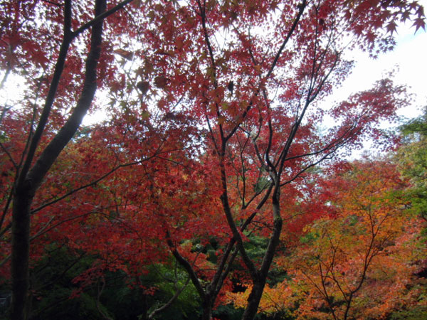 2011-11-16-1-6東福寺