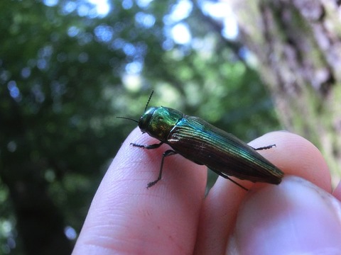 フカヒレ　ムカシタマムシ Cyphogastra calepyga ルリニシキナンヨウタマムシ