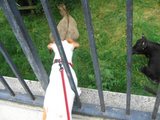 牛を眺める
