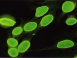 140_fluorescence