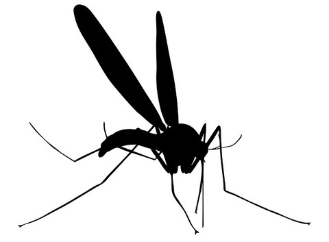 130724mosquito