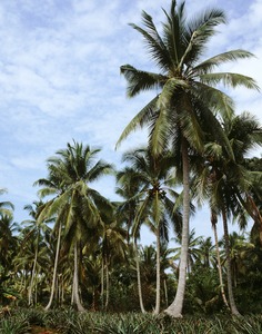 1128_coconutTree1