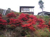 kouyou1
