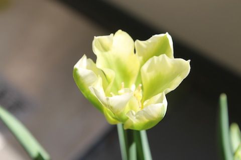 IMG_5223