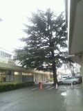 桐朋学園