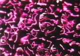 ラベル用2