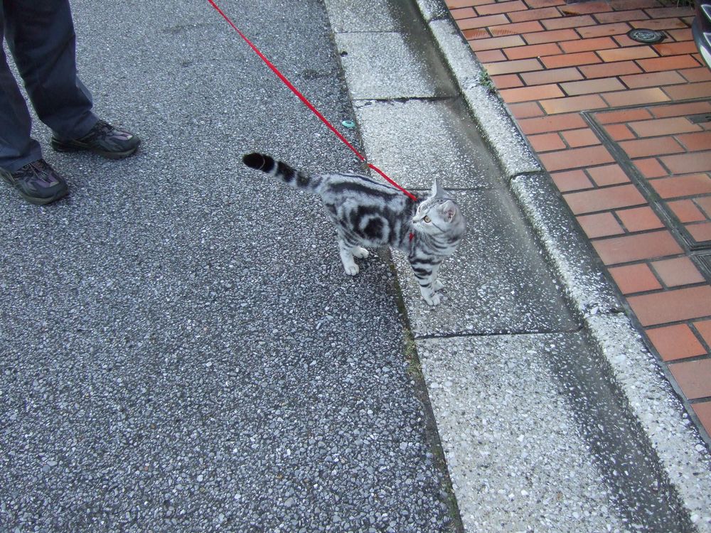 17Cڂ́uLvE܂YouTube>31{ ->摜>1099 