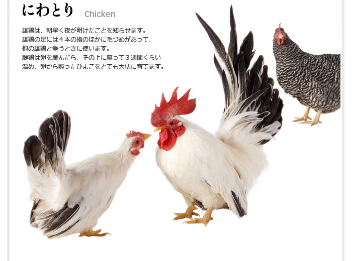 chicken