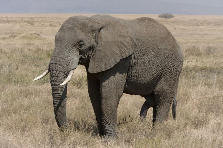 Serengeti_Elefantenbulle