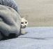 1c410fab.gif