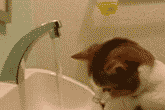 24a99566.gif
