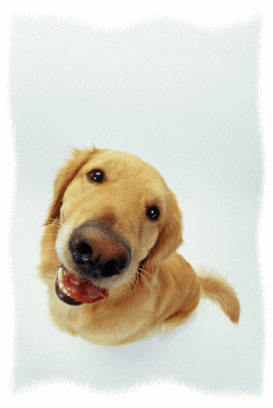 252c258a.gif
