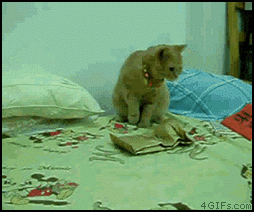 35335cc8.gif