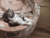 3815af42.gif