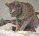6867997c.gif