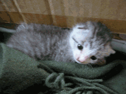 6a1f06c9.gif
