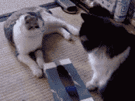 75835991.gif