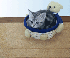 7f04da87.gif
