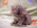 87927a04.gif