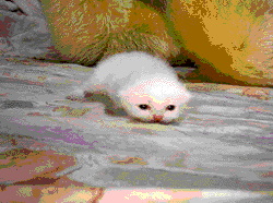 958e861c.gif