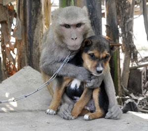 monkey-dog