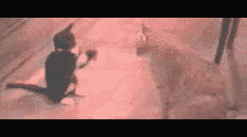 b0c61169.gif