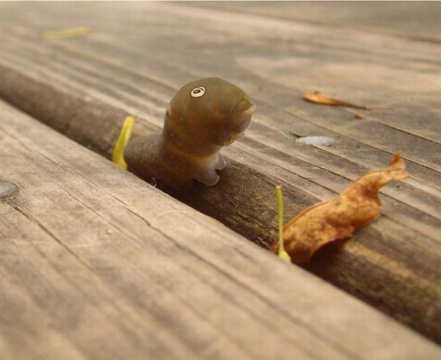 spicebush_swallowtail_caterpillar_10