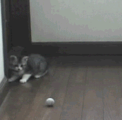 c323e079.gif