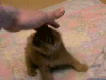 db0b6881.gif