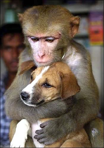 monkeydog