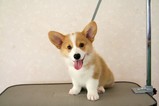 ���ࡢ���뤷�夦�ʤ������������(��_ _)���� �ʎʎ����� ��