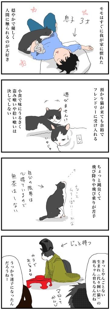 momohachi
