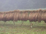 8b5f7c94.jpg