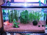 New金魚