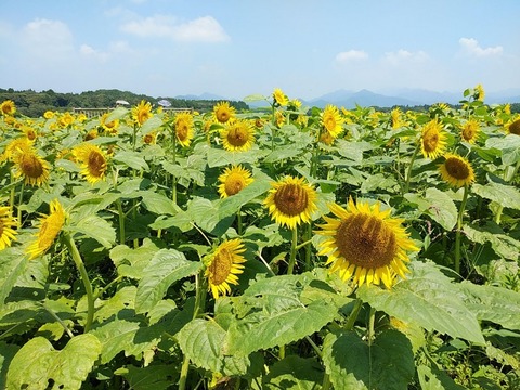 20180714105812_p