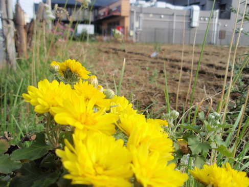 20111110_畑の菊