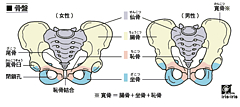 bone_pelvis