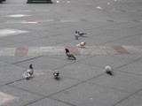 NY¡¡Ï©¾å¤ÎÈ·