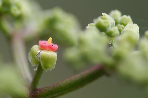 ヤブガラシの花