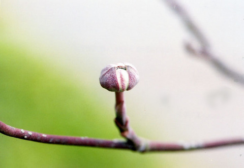 ハナミズキの花芽