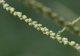 クリ 雄花の蕾