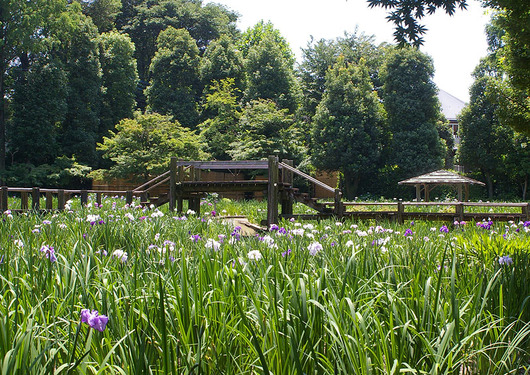 花しょうぶ園