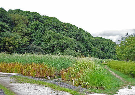湿地の風景