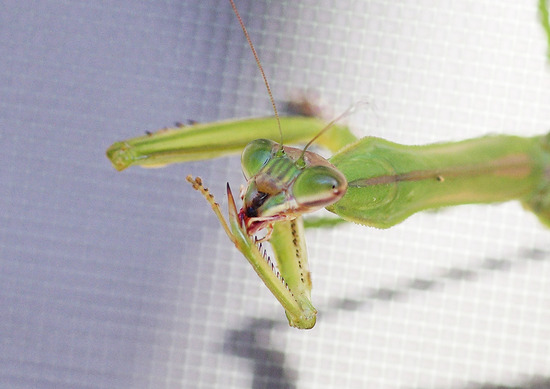 カマキリ